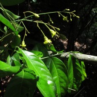 Harpullia arborea (Blanco) Radlk.